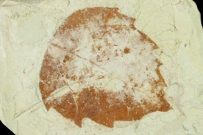 Miocene Fossil Leaf (Populus) - Augsburg, Germany #139467